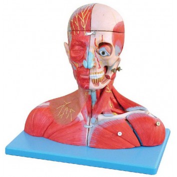 MUSCULAR MODEL OF HEAD & NECK WITH VESSELS, NERVES & BRAIN - 19 PARTS (SOFT)